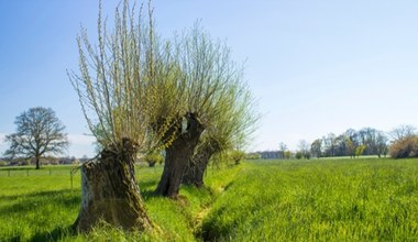 Niesamowite właściwości wierzby. Wywar z kory zastąpi popularny lek