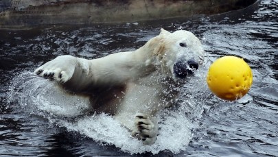 Niesamowite zabawy w warszawskim zoo