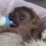 Niesamowity okaz lemura pod specjalną opieką we francuskim zoo