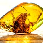 Niesłychane, co znaleźli w bursztynie. Ta istota zmieniła świat