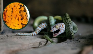 Niesłychane, co znaleźli w bursztynie. Wiadomość z ery dinozaurów