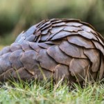 Niesłychany przemyt zwierząt. Skala tego, co znaleziono jest porażająca