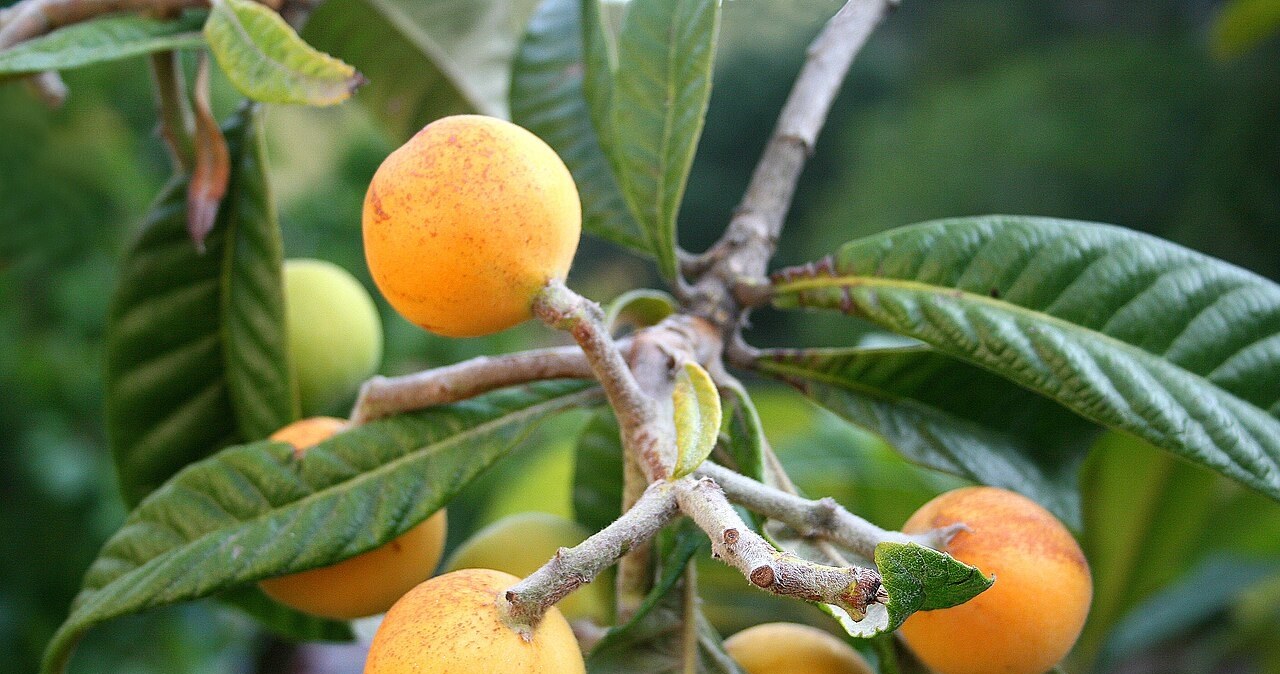 Nieśplik japoński (Eriobotrya japonica) to zdrowy owoc, który jest słabo znany w Polsce /Wikipedia /materiał zewnętrzny