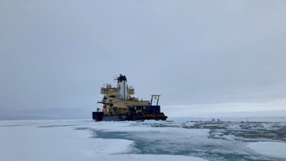 Niespodzianka w Arktyce. Topnienie lodu może napędzać życie morskie. I nie tylko...