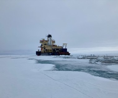 Niespodzianka w Arktyce. Topnienie lodu może napędzać życie morskie. I nie tylko...