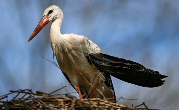 Niespodziewana wizyta bociana w Irlandii Północnej. Ornitolodzy zachwyceni