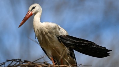 Niespodziewana wizyta bociana w Irlandii Północnej. Ornitolodzy zachwyceni