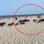 Niespodziewane zachowanie dzików w Gdyni. Pędziły przez plażę