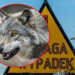Niespodziewane zderzenie z wilkiem sparaliżowało trasę S6 