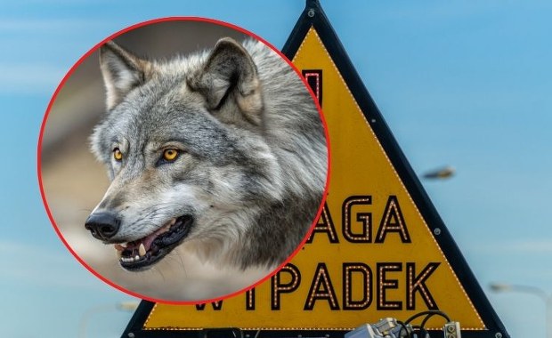 Niespodziewane zderzenie z wilkiem sparaliżowało trasę S6 