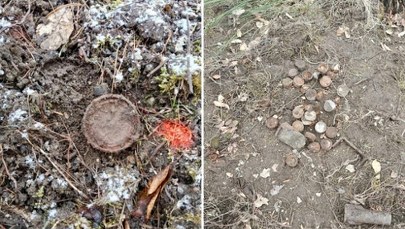 Niespodziewani archeolodzy. Dziki odkopały pociski moździerzowe 