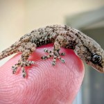 Lidl Niespodziewany gość ukrył się w rukoli z Lidla. "Miał dużo szczęścia"