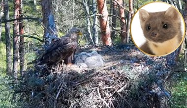 Niespodziewany gość w gnieździe bielików. Nie wiadomo, jak to się skończy