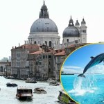 ​Niespodziewany gość w weneckich wodach. "Nie podpływać. Nie karmić!"