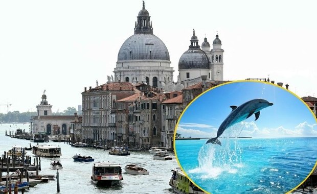 ​Niespodziewany gość w weneckich wodach. "Nie podpływać. Nie karmić!"