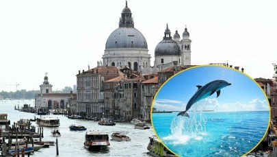 ​Niespodziewany gość w weneckich wodach. "Nie podpływać. Nie karmić!"