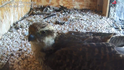 Niespodziewany lokator rafinerii. Grozi mu wyginięcie