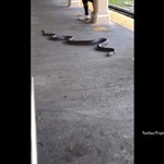 Niespodziewany pasażer w nowojorskim metrze. Ponad dwumetrowy wąż pełzał po peronie [WIDEO]