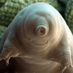 Niesporczaki kontra Mars. Naukowcy odkryli słaby punkt misiów wodnych