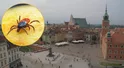 Niespotykany atak kleszczy. Zbadano, gdzie w stolicy jest ich najwięcej
