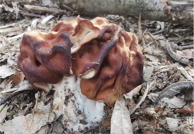 Niespotykany dotąd w Polsce gatunek grzyba Gyromitra ticiniana /Marcin Scelina, Nadleśnictwo Baligród, http://www.lasy.gov.pl /