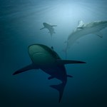 Nieświadomie karmimy nasze zwierzęta… zagrożonymi wyginięciem rekinami
