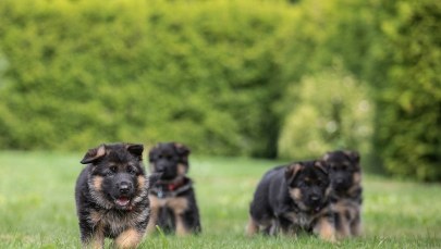 ​Nieszczęśliwy finał zabawy z psami. 11-latek pogryziony