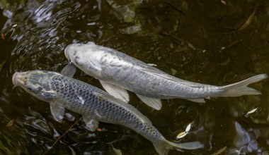 Nieszczęśliwy karp. Śledztwo ujawnia szokujące warunki sprzedaży ryb 