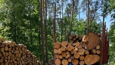 Nieszczęśliwy wypadek przy załadunku drewna 