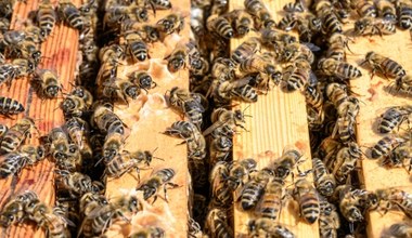 Nieszczęśliwy wypadek tira w Ontario. 5 mln pszczół wypadło z ciężarówki