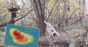 ​"Nietknięty ręką ludzką relikt". Tajemnica ukryta wśród bagien pod Włodawą