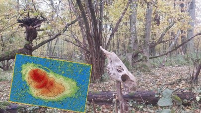 ​"Nietknięty ręką ludzką relikt". Tajemnica ukryta wśród bagien pod Włodawą