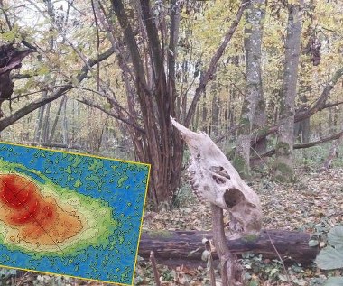 ​"Nietknięty ręką ludzką relikt". Tajemnica ukryta wśród bagien pod Włodawą