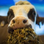 Nietolerancja laktozy? Nasi przodkowie pili tak mleko przez tysiące lat... zanim nabyli zdolność jej trawienia