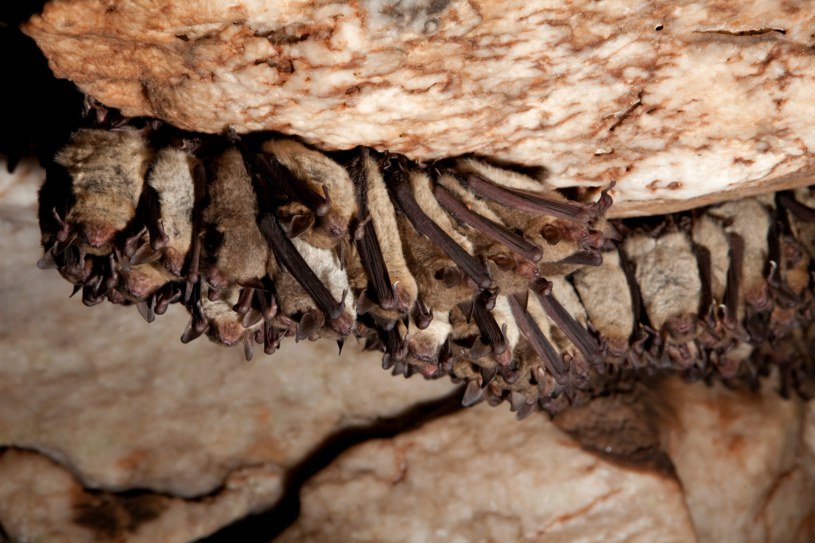 Nietoperze potrafią przetrwać zimę bez pokarmu, dzięki hibernacji /Getty Images