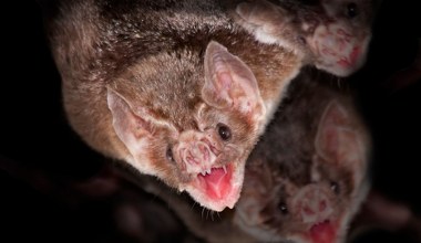 Nietoperze wyglądają jak z horroru. Co się tak naprawdę z nimi dzieje?