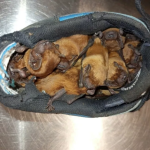 Nietoperze znalazły schronienie w... butach na balkonie