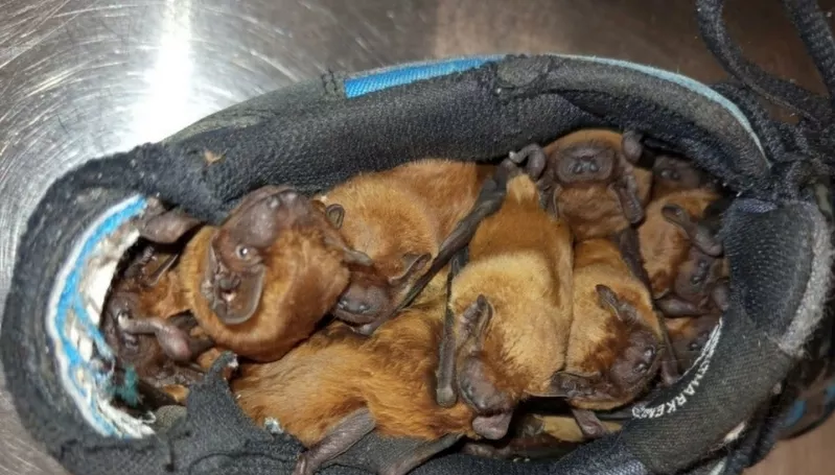 ​Nietoperze znalazły schronienie w... butach na balkonie