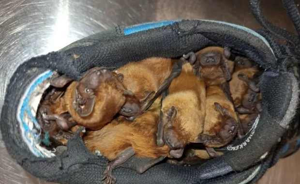 ​Nietoperze znalazły schronienie w... butach na balkonie