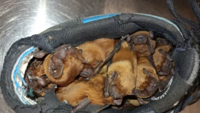 ​Nietoperze znalazły schronienie w... butach na balkonie