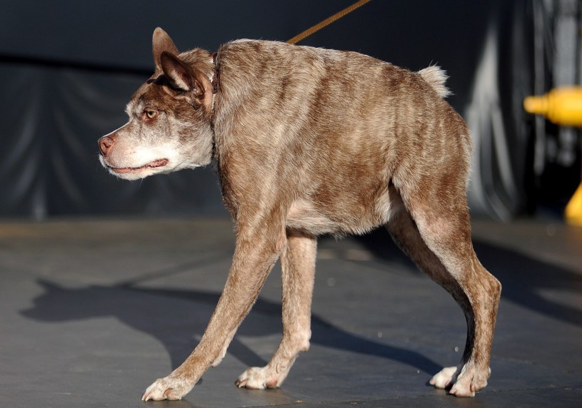 Nietrudno się domyślić po kim imię otrzymał Quasi Modo. Psa mylono także z diabłem tasmańskim i hieną /Josh Edelson /AFP