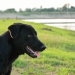 Nietrzeźwa kobieta ciągnęła psa za samochodem. Zwierzę ledwo przeżyło