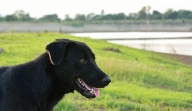Nietrzeźwa kobieta ciągnęła psa za samochodem. Zwierzę ledwo przeżyło