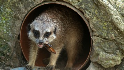 Nietypowa akcja łódzkiego zoo. Możesz odegrać się na swoim eks!