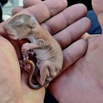 Nietypowa akcja. Policjanci uratowali młodziutką wiewiórkę