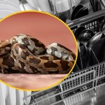 Nietypowa interwencja strażaków w Gdyni. Pyton tygrysi zaklinował się pod zmywarką