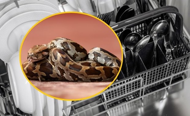 Nietypowa interwencja strażaków w Gdyni. Pyton tygrysi zaklinował się pod zmywarką