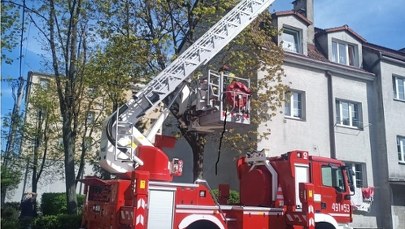 Nietypowa interwencja strażaków w Opolskiem. Ściągali z drzewa małpę