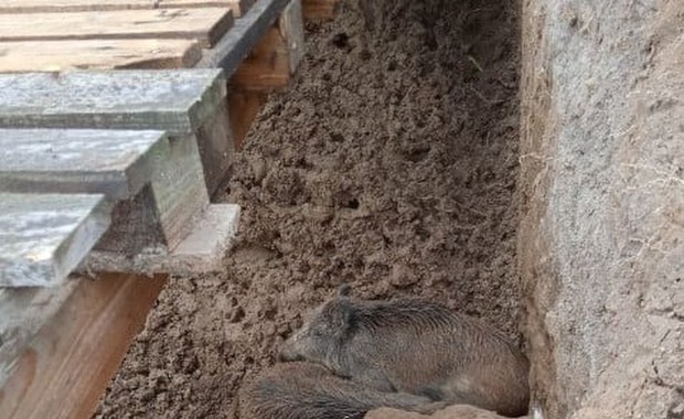 Nietypowa interwencja strażników gminnych. Zbudowali "windę" dla dzików