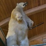 Nietypowa kradzież wypchanego niedźwiedzia w Kanadzie